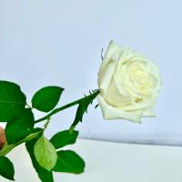 رز هلندی سفید 1 شاخه