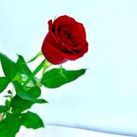 رز هلندی قرمز 1 شاخه