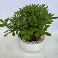 گلدان بونسای میخک هندی ارتفاع: 30 سانتی متر