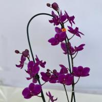 گلدان ارکیده صورتی ارتفاع: 50 سانتی متر