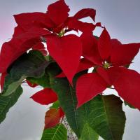 گلدان بنت قنسول ارتفاع: 35 سانتی متر