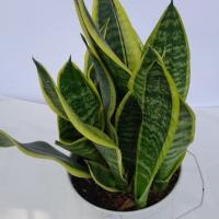 گلدان سانسوریا ارتفاع: 30 سانتی متر