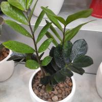 گلدان زاموفیلیا ارتفاع: 30 سانتی متر