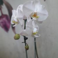 گلدان ارکیده سفید ارتفاع: 50 سانتی متر
