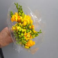 دسته گل فرزیا زرد 1 دسته 10 شاخه