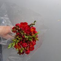 دسته گل فرزیا قرمز 1 دسته 10 شاخه