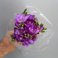 دسته گل فرزیا بنفش 1 دسته 10 شاخه