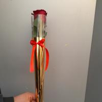 گل رز قرمز قیفی