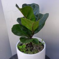 گلدان فیکوس سبز آفریقایی ارتفاع: 40 سانتی متر