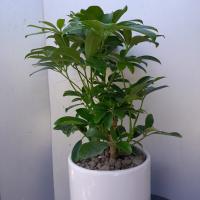 گلدان شفلرا ارتفاع: 35 سانتی متر