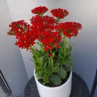 گلدان کالانکوا ارتفاع: 25 سانتی متر