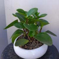 گلدان قاشقی ارتفاع: 20 سانتی متر