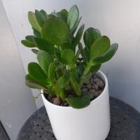 گلدان کراسولا سبز ارتفاع: 25 سانتی متر