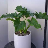 گلدان برگ انجیری