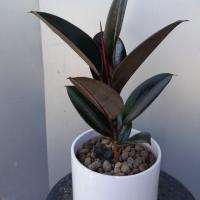 گلدان فیکوس بلک