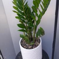 گلدان زاموفیلیا