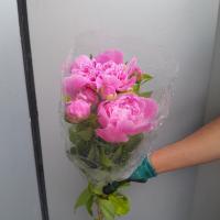دسته گل پیونی صورتی 1 دسته (10 شاخه ای)