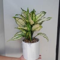 اکلونما برفی