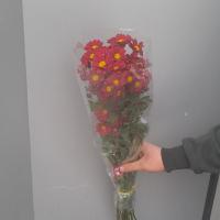 بابونه قرمز 10 شاخه