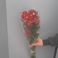 دسته گل بابونه زرشکی 5 شاخه