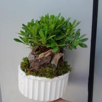 درختچه مینیاتوری 30 * 25 سانتی متر