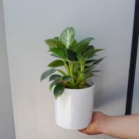 گلدان فیلودندرون برکین 15 * 20 سانتی نتر