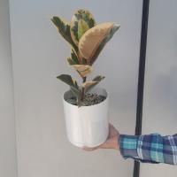 گلدان فیکوس ابلق