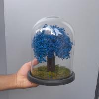 درختچه جاودان ابی