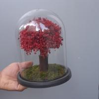 درختچه جاودان زرشکی