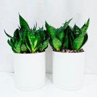 گلدان سانسوریا پا کوتاه