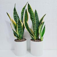 گلدان سانسوریا کرواتی ابلق