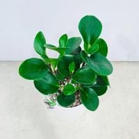 گلدان قاشقی