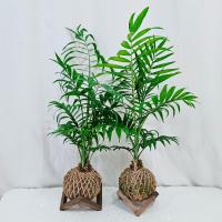 کوکداما شامادورا