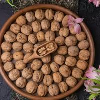 گردو پوست نازک