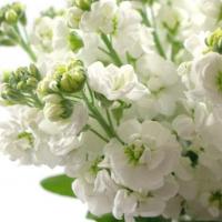 دسته گل شب بو سفید