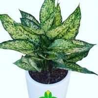 گلدان آگلونما