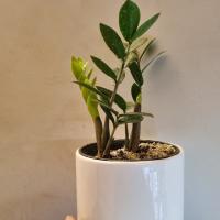 گلدان زاموفیلیا مینیاتوری