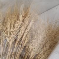 دسته گل گندم