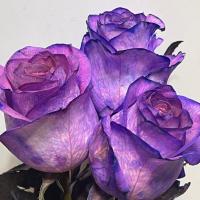 دسته گل رز هلندي بنفش سه شاخه