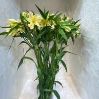 دسته گل آلستر مريا نباتی 10 شاخه