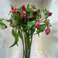 دسته گل آلسترمريا قرمز 10 شاخه