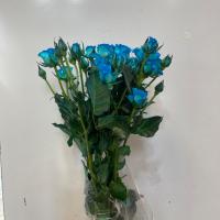 رز مينياتوری آبی