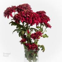دسته گل داوودی قرمز