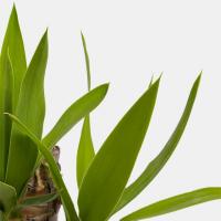 گلدان یوکا بزرگ