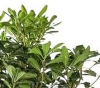 گلدان میخک هندی بزرگ