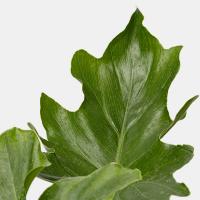 گلدان برگ انجیری کوچک