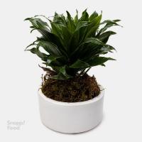 گلدان کامپکت کوچک