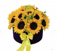 باکس آفتابگردان مدل روناک