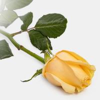 رز هلندی کرم