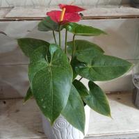 گلدان آنتوریوم قرمز